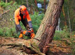 Best Tree Disease Treatment  in , DC