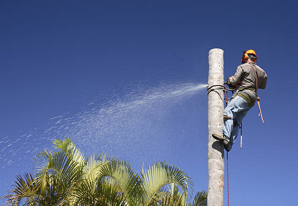 Best Hazardous Tree Removal  in , DC