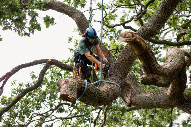 Best Tree Preservation Services  in , DC