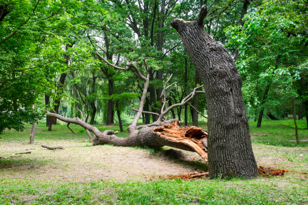 Best Tree Mulching  in , DC