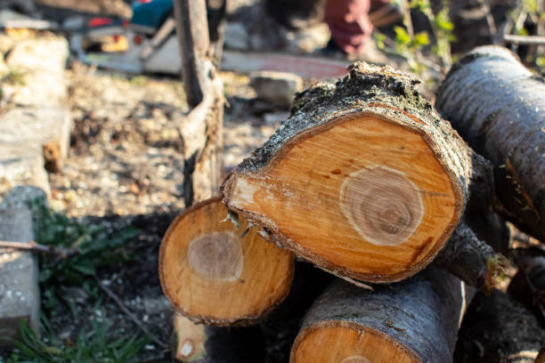 Best Storm Damage Tree Cleanup  in , DC