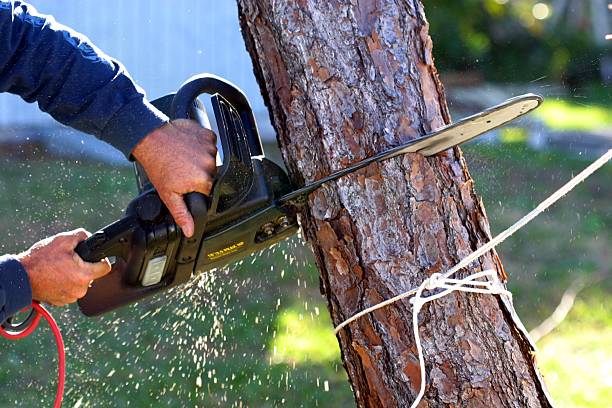 Best Fruit Tree Pruning  in , DC