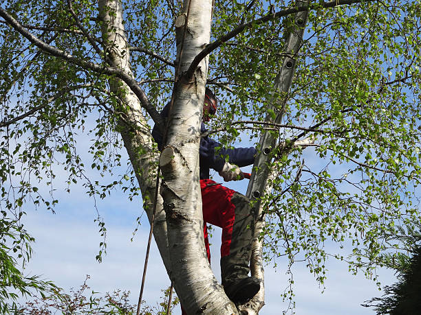 Best Tree Health Inspection  in , DC