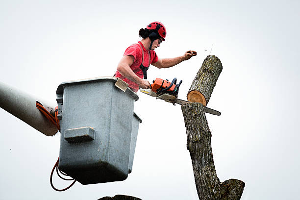 Best Tree Planting  in , DC