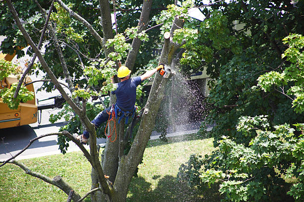 Best Seasonal Cleanup (Spring/Fall)  in , DC